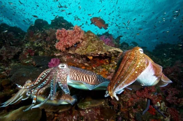 Cuttlefish Are Capable of Passing the Marshmallow Test Designed for Children