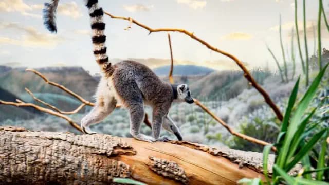 Lemurs Face Extinction Threat, Even with Their Remarkable Genetic Diversity