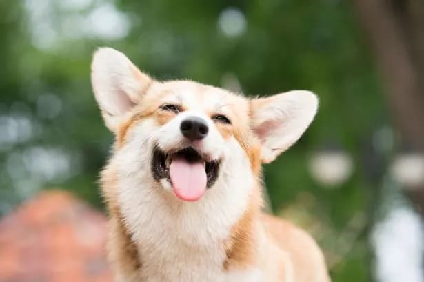 Wiltshire pet insurance firm snaps up dog health app